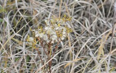 Solidago vossii