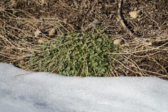 Sidalcea glaucescens