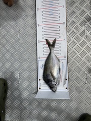 Nemadactylus macropterus