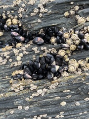 Xenostrobus neozelanicus