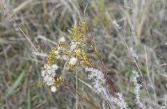 Solidago vossii