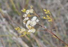 Solidago vossii