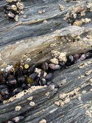 Xenostrobus neozelanicus