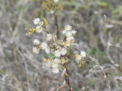 Solidago vossii