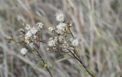 Solidago vossii