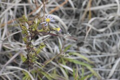Symphyotrichum robynsianum