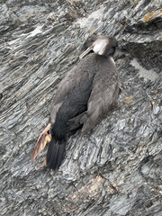 Phalacrocorax punctatus