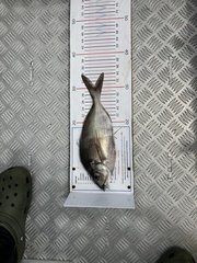 Nemadactylus macropterus