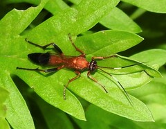 Ctenochares bicolorus