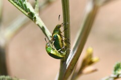 Calomela parilis