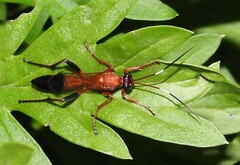 Ctenochares bicolorus