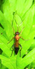Ctenochares bicolorus