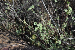 Malva subovata