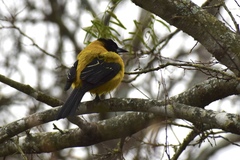Icterus graduacauda