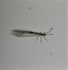 Protoplectrini