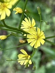 Ixeridium laevigatum