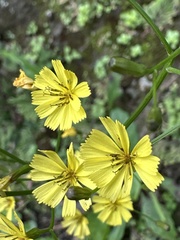 Ixeridium laevigatum