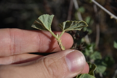 Malva subovata