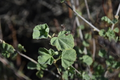 Malva subovata