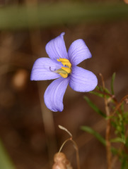 Cheiranthera linearis