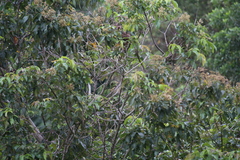 Psilopogon lineatus