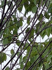 Aegithalos concinnus