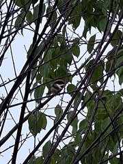 Aegithalos concinnus