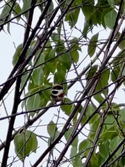 Aegithalos concinnus