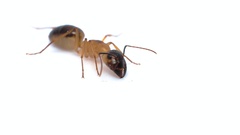 Camponotus hova