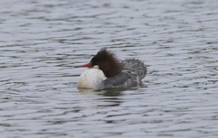 Mergus merganser americanus