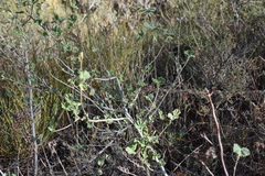 Malva subovata