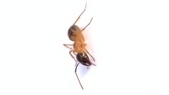 Camponotus hova