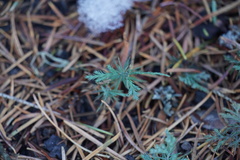 Calocedrus decurrens