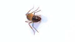 Camponotus hova