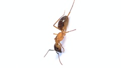 Camponotus hova