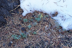 Calocedrus decurrens