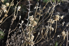 Teucrium capitatum