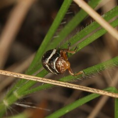 Bathyllus albicinctus
