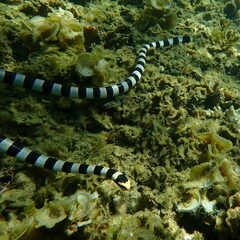 Laticauda saintgironsi