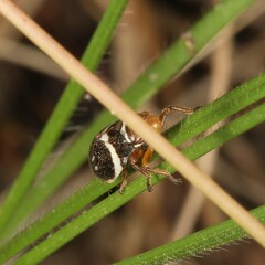 Bathyllus albicinctus