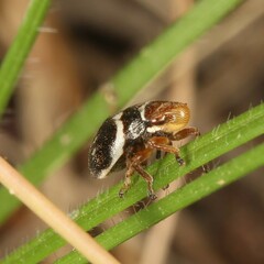 Bathyllus albicinctus