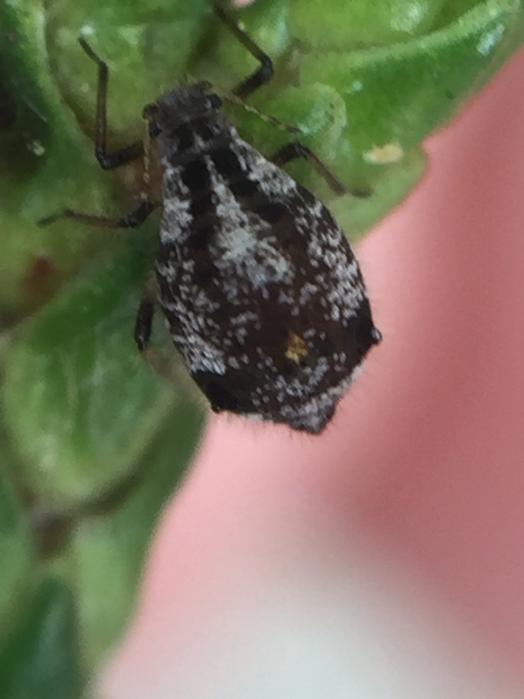 American Juniper Aphid