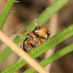 Bathyllus albicinctus
