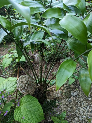 Zamia obliqua, photograph 4