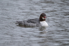 Mergus merganser americanus