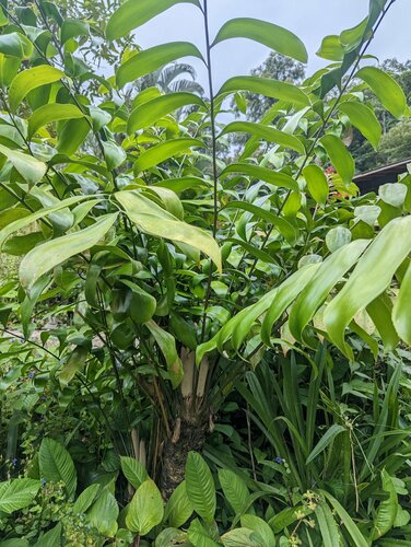 Zamia obliqua, photograph 3