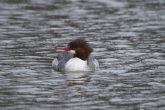 Mergus merganser americanus