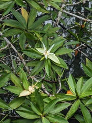 Pelliciera rhizophorae
