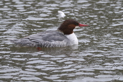 Mergus merganser americanus