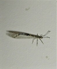 Protoplectrini